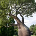 Giardini botanici di Sydney