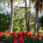 Giardini botanici di Sydney