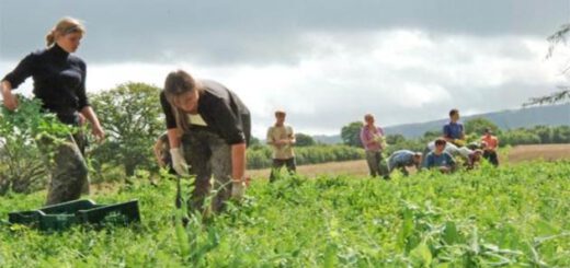 lavoro stagionale