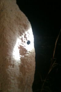 Battuta di caccia in Yeltu Park, Katherine, NT