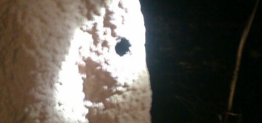 Battuta di caccia in Yeltu Park, Katherine, NT