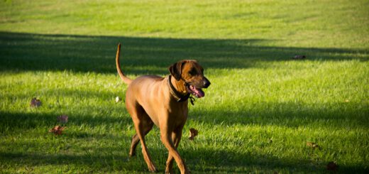 Jed Rhodesian Ridgeback Broome