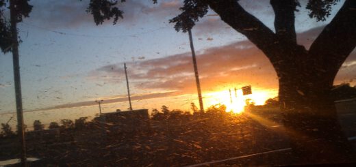 Alba in Balranald