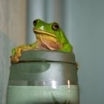 green tree frog shower