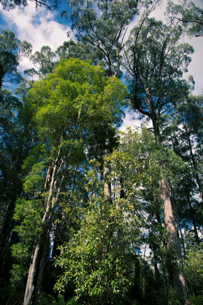 Acacia nera nella foresta Tarkine