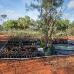 vivaio nursery 12 mile