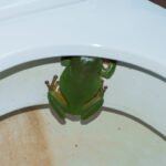 Una rana nel gabinetto