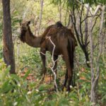 cammello giardino