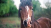 Pony Mango Place, 12 Mile, Broome