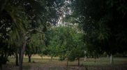 Mango Place, 12 Mile, Broome