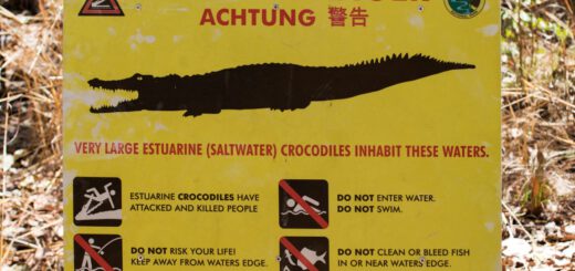 pericolo coccodrilli