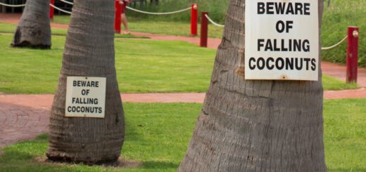 Attenzione alle noci di cocco (assicurazione viaggio australia)