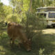 De Grey River Rest Area
