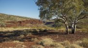 Albert Henry Tognolini Lookout